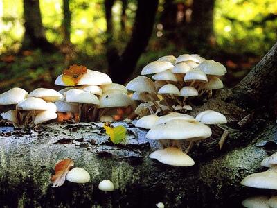 Κέρκυρα: Λάμβανε... ταχυδρομικώς από Ολλ...