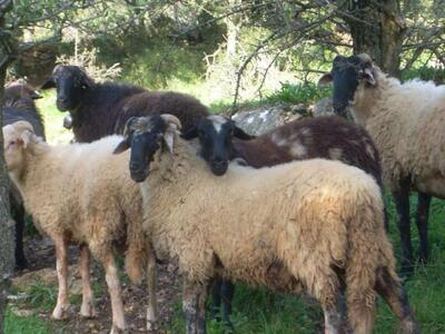 Αγρίνιο: Έκρυβε την κάνναβη στη στάνη με...