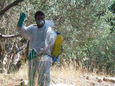 Ηλεία: Ξεκινά σήμερα ο τελευταίος ψεκασμ...