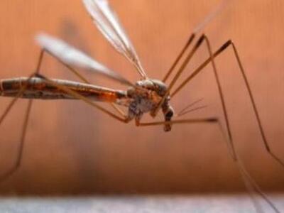 «Επίθεση» κουνουπιών το καλοκαίρι, λόγω ...