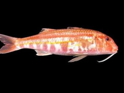 Ανησυχητική η μείωση των ψαριών στη Μεσό...