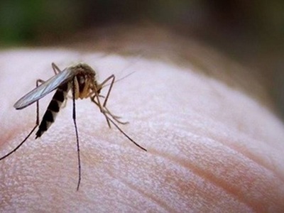 Ιός Δυτικού Νείλου: Κανένα κρούσμα για δ...