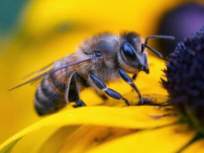 Πάτρα: Η μυστηριώδης εξαφάνιση των μελισ...