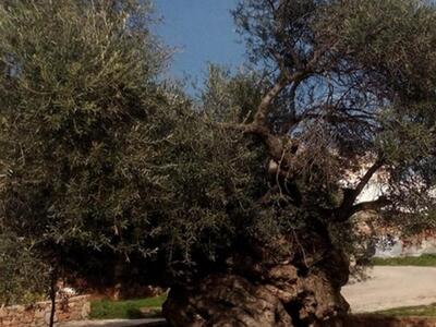 Ελιά στις Βούβες