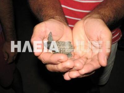 Πύργος: Γεννητούρια για τις καρέτα στο Κατάκολο