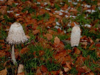 «Λάμπουν» τα μανιτάρια;