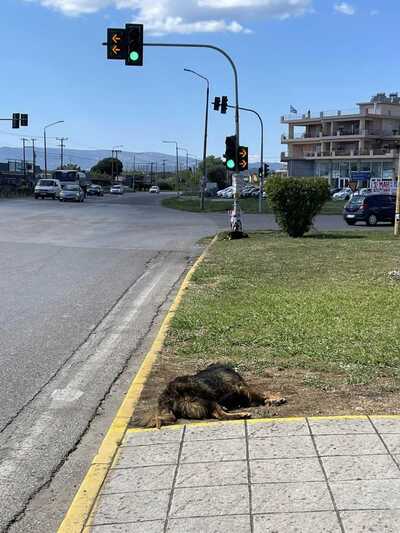 Αγρίνιο: Αποτρόπαιο θέαμα με νεκρούς σκύλους - ΦΩΤΟ