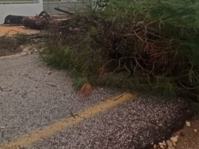 Πάτρα: Οι δυνατοί άνεμοι ξερίζωσαν τεράσ...