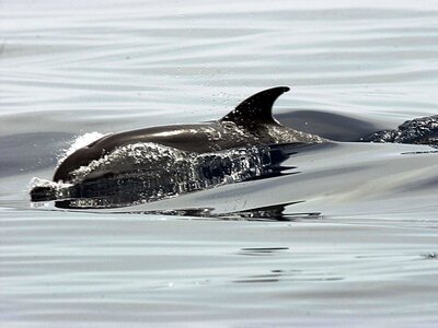 Τα δελφίνια σκόρπισαν τον ενθουσιασμό στ...