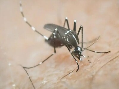 Δυτ. Ελλάδα: Συναγερμός για τον ιό του Δ...