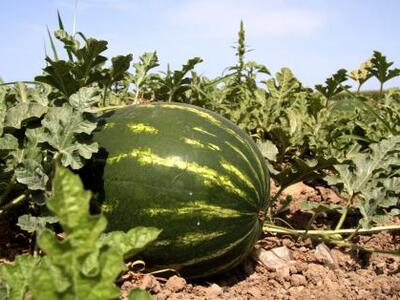 Σαντορίνη: Αυτό είναι το καρπούζι-γίγας ...