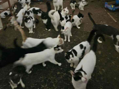 Πάτρα: Σε αναζήτηση σπιτιού 22 γάτες που...