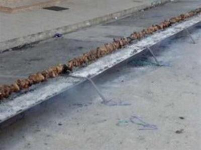 Επιχείρηση - κοντοσούβλι για Γκίνες στην Καρδίτσα