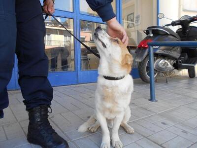 Κάτω Αχαΐα: Τραυματισμένο σκυλάκι ψάχνει...