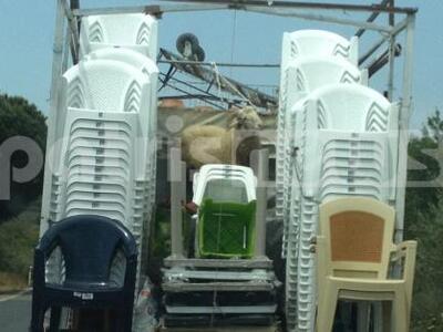 Hλεία: Μεταφορά αρνιού για... Όσκαρ λίγο...