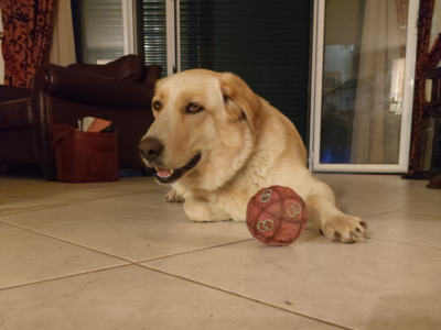 Χάθηκε η Λάικα στην Εγλυκάδα 