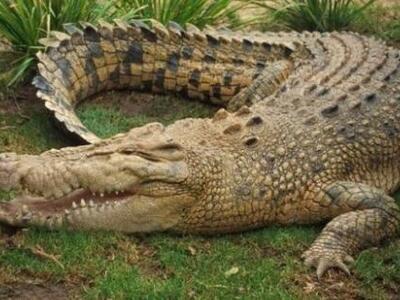 Έψαχναν τα κλοπιμαία και βρήκαν... κροκόδειλο! 