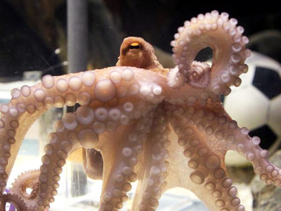 «Συνταξιοδοτείται» θριαμβευτικά ο Πολ, τ...