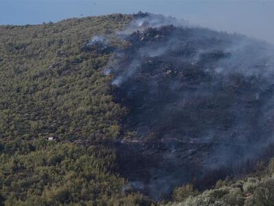 Λέκκας: Το 70% των δασών της Αττικής έχε...
