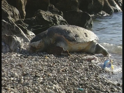 Νεκρή καρέτα - καρέτα στην παραλία της Πάτρας