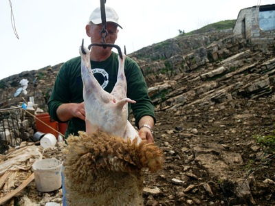 Στη σούβλα αρνάκι από την  Αλβανία