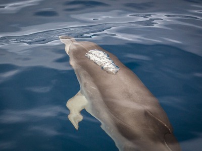Νεκρό δελφίνι ξέβρασε η θάλασσα στο Σκάλ...