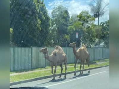 Αυστραλία: Καμήλες το έσκασαν από φάτνη ...