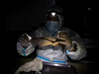 Νέα θεωρία για την προέλευση του κορωνοϊ...