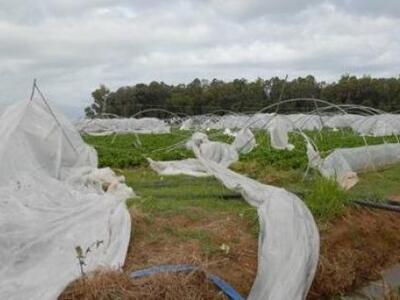 Μανωλάδα: Δεκάδες προβλήματα από την κακ...