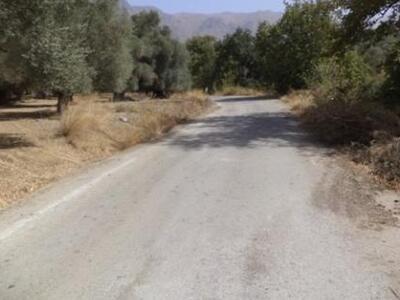 Θανάτωσαν πλατάνια μόλις πήραν... μπόι