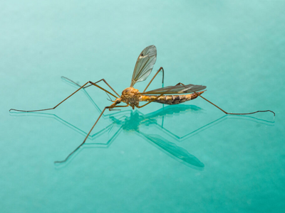 Το κουνούπι τίγρης έχει εισβάλει στην Ευ...