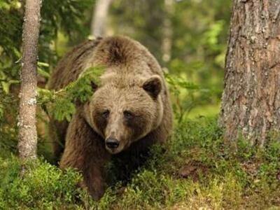 Ιταλία: Φιλόζωοι στο πλευρό αρκούδας που...