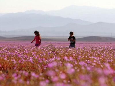 Άνθισε το πιο άγονο μέρος στον πλανήτη - ΦΩΤΟ