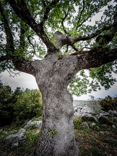 Τα αιωνόβια δέντρα μάρτυρες της Ιστορίας