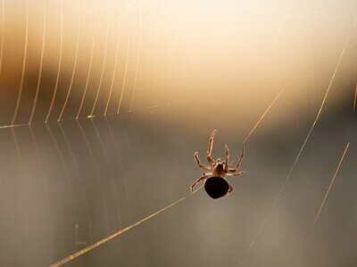 Στο νοσοκομείο Τρικάλων άνδρας που τσιμπ...