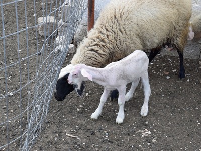 Ήλιδα: Βρήκαν μετά από δυο μήνες τον ζωοκλέφτη