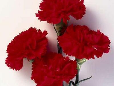 Μεσολόγγι: Το συγκινητικό γράμμα της συν...