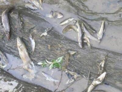 Νεκρά ψάρια στην παραλία των Θινών Βαρθολομιού!