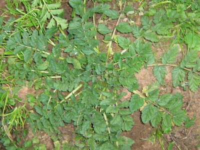 Ρέθυμνο: Βρέθηκε νεκρή σε χωράφι ηλικιωμ...