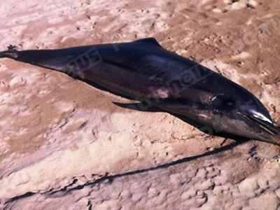 Ηλεία: Ένα ακόμα νεκρό δελφίνι στα Λέτρινα
