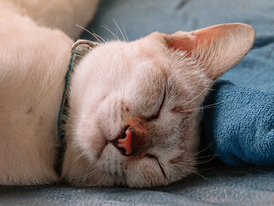 Γάτα: Τι θα συμβεί στο μυαλό της γάτας σ...