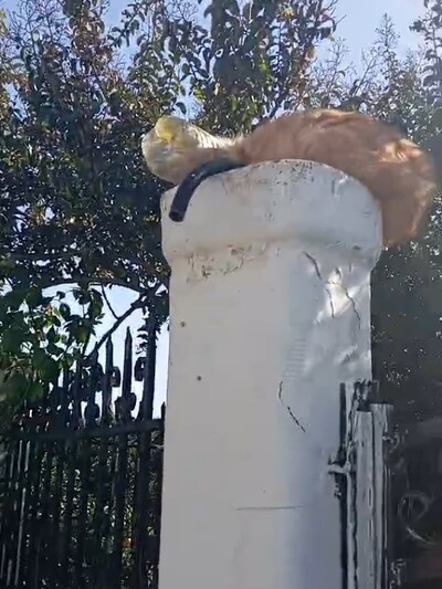 Ηλεία: Πλαστικό μπουκάλι, παγίδα θανάτου για γάτες