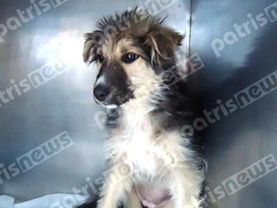 Οικογένεια από τις ΗΠΑ ερωτεύτηκε αδέσπο...