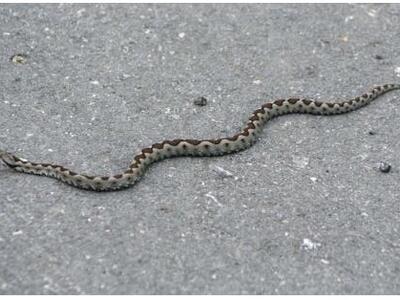 Οχιά δάγκωσε κτηνοτρόφο 