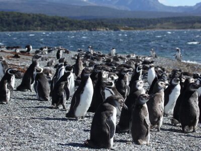 Ουρουγουάη: Σχεδόν 2.000 πιγκουίνοι βρέθ...