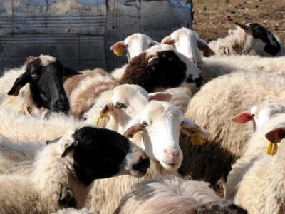 Πήγαν να βρουν τα κλεμμένα πρόβατα και α...