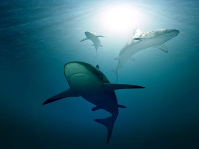 Υπάρχει κάποιος που θέλει να τον δαγκώνο...