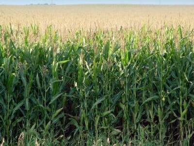 Η Γαλλία μπλοκάρει το γενετικά τροποποιη...