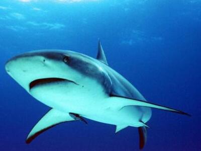 Οι καύσωνες ωθούν τους καρχαρίες στα ...ρηχά