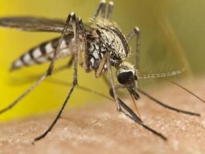 Στείρωση κουνουπιών με ραδιενέργεια